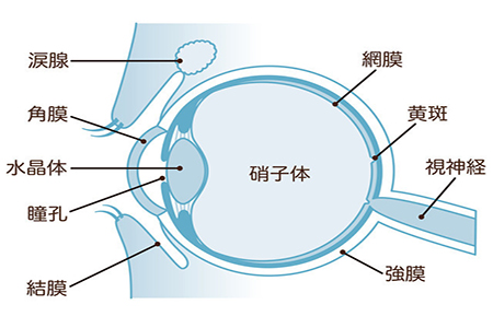 眼睛玻璃體出血怎么治？